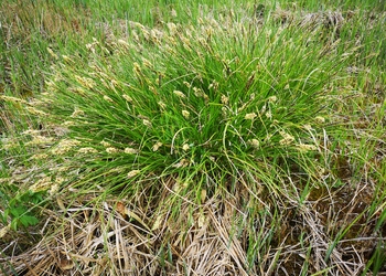 Rispen-Segge (Carex paniculata) - © Bernard Wieser