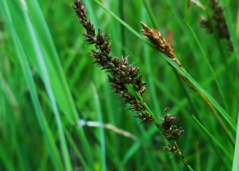 Rispen-Segge (Carex paniculata) - © Bernard Wieser