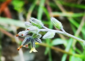 Buntes Vergissmeinnicht (Myosotis discolor) - © Bernard Wieser