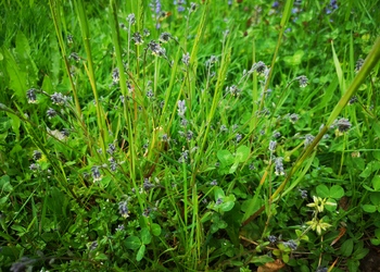 Buntes Vergissmeinnicht (Myosotis discolor) - © Bernard Wieser