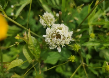 Weiß-Klee (Trifolium repens) - © Bernard Wieser