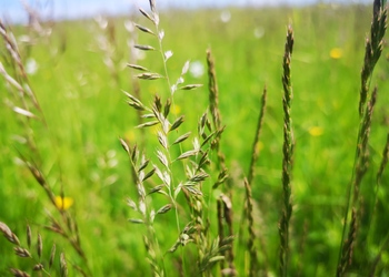 Furchen-Schwingel (Festuca rupicola) - © Bernard Wieser