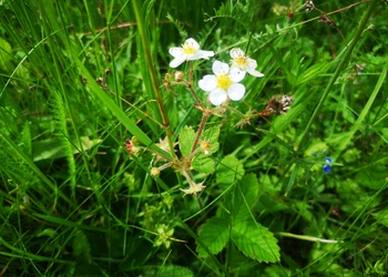 Zimt-Erdbeere (Fragaria moschata) - © Bernard Wieser