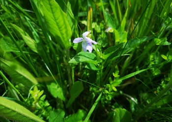 Hunds-Veilchen (Viola canina) - © Bernard Wieser
