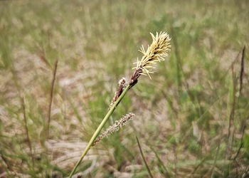 Blaugrüne Segge (Carex flacca) - © Bernard Wieser