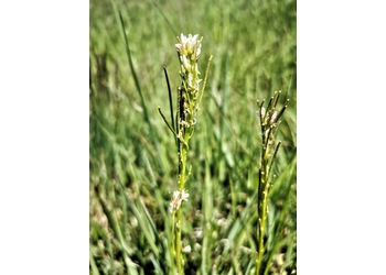 Rauhhaarige Gänsekresse (Arabis hirsuta) - © Bernard Wieser