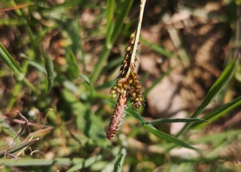 Frühlings-Segge (Carex caryophyllea) - © Bernard Wieser