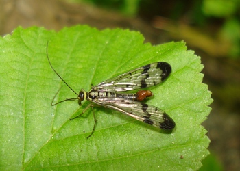 Gemeine Skorpionsfliege (Panorpa communis) - © Johannes Gepp