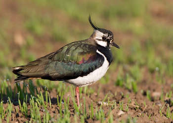Kiebitz (Vanellus vanellus) - © Michael Tiefenbach