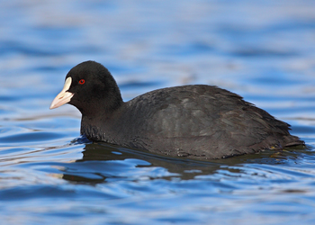 Bläßhuhn (Fulica atra) - © Michael Tiefenbach