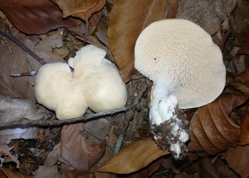 Weißer Semmelstoppelpilz (Hydnum albidum) - © Bernard Wieser