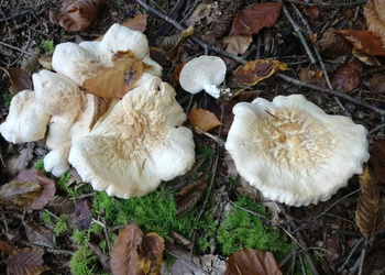 Weißer Semmelstoppelpilz (Hydnum albidum) - © Bernard Wieser