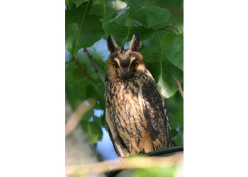 Waldohreule (Asio otus) - © Michael Tiefenbach