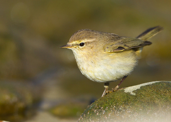 Zilpzalp (Phylloscopus collybita) - © Michael Tiefenbach