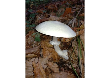 Schiefknolliger Anis-Champignon (Agaricus essettei) - © Bernard Wieser
