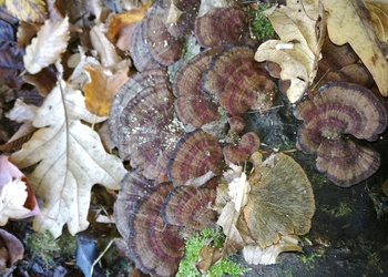 Dreifarbige Rötende Tramete (Daedaleopsis tricolor) - © Bernard Wieser