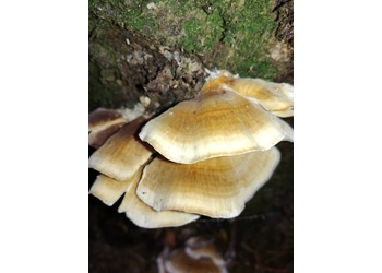 Samtiger Schichtpilz (Stereum subtomentosum) - © Bernard Wieser
