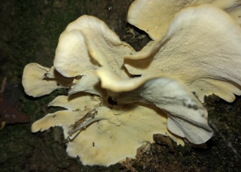 Samtiger Schichtpilz (Stereum subtomentosum) - © Bernard Wieser