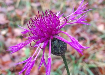 Skabiosen-Flockenblume (Centaurea scabiosa) - © Bernard Wieser
