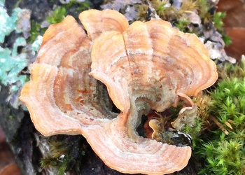 Samtiger Schichtpilz (Stereum subtomentosum) - © Bernard Wieser