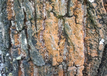 fädige Grünalge (Trentepohlia aurea) - © Bernard Wieser