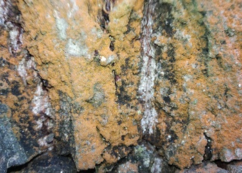 fädige Grünalge (Trentepohlia aurea) - © Bernard Wieser