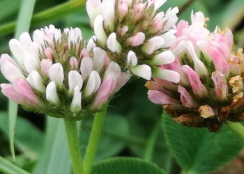 Hybridklee, Schwedenklee (Trifolium hybridum) - © Bernard Wieser