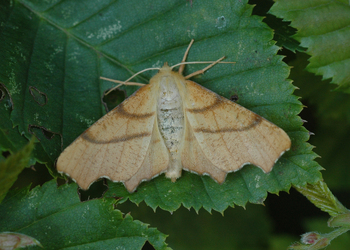 Birken-Zackenrandspanner (Ennomos erosaria) - © Leo Kuzmits