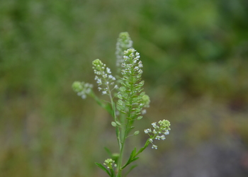 Virginische Kresse (Lepidium virginicum) - © Bernard Wieser