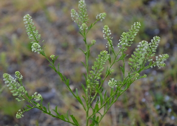 Virginische Kresse (Lepidium virginicum)