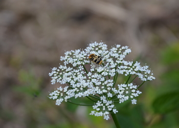 Giersch (Aegopodium podagraria) - © Bernard Wieser