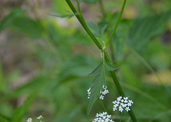 Giersch (Aegopodium podagraria) - © Bernard Wieser