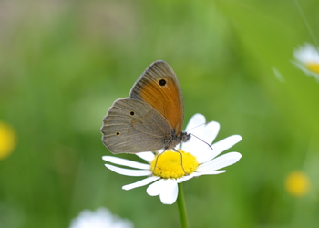 Großes Ochsenauge (Maniola jurtina) - © Bernard Wieser