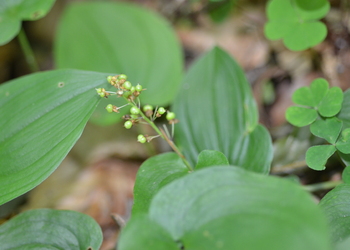 Zweiblatt-Schattenblümchen (Maianthemum bifolium) - © Bernard Wieser