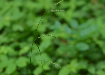 Wald-Segge (Carex sylvatica) - © Bernard Wieser