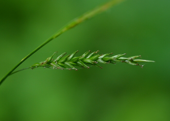 Wald-Segge (Carex sylvatica) - © Bernard Wieser