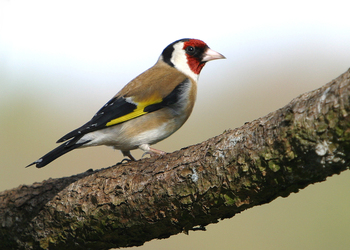 Stieglitz (Carduelis carduelis) - © Alois Absenger