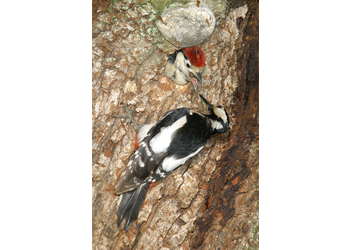 Buntspecht (Dendrocopos major) - © Alois Absenger