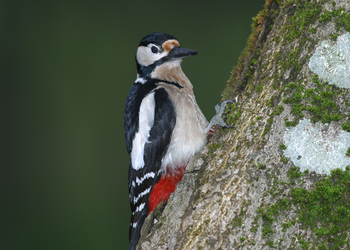 Buntspecht (Dendrocopos major) - © Alois Absenger
