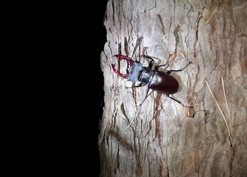 Hirschkäfer (Lucanus cervus ) - © Bernard Wieser