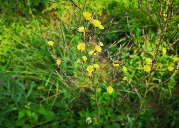 Kompass-Lattich (Lactuca serriola) - © Bernard Wieser