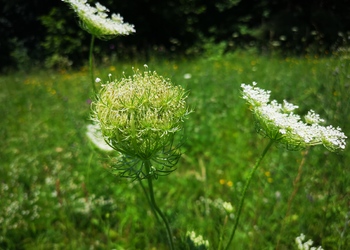 Wilde-Möhre (Daucus carota) - © Bernard Wieser