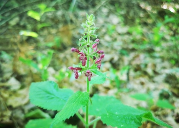 Wald-Ziest (Stachys sylvatica) - © Bernard Wieser