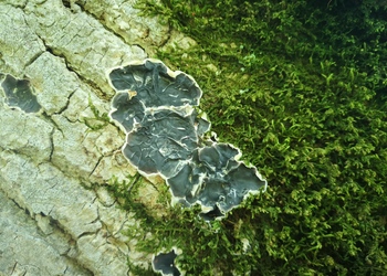 Gezonter Ohrlappenpilz (Auricularia mesenterica) - © Bernard Wieser