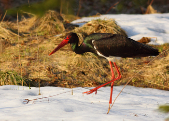 Schwarzstorch (Ciconia nigra)