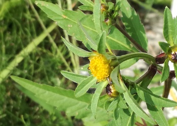 Dreiteiliger Zweizahn (Bidens tripartitus) - © Bernard Wieser