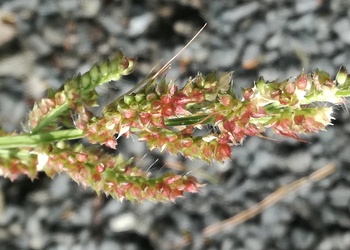 Acker- Hühnerhirse (Echinochloa crus-galli (L.) P. Beauv.) - © Bernard Wieser
