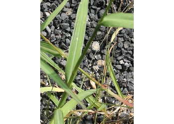 Acker- Hühnerhirse (Echinochloa crus-galli (L.) P. Beauv.) - © Bernard Wieser