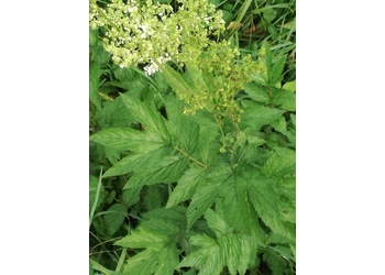 Großes Mädesüß (Filipendula ulmaria) - © Bernard Wieser