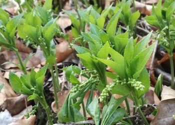 Wald-Bingelkraut (Mercurialis perennis) - © Bernard Wieser